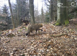 obr�zek fotogalerie